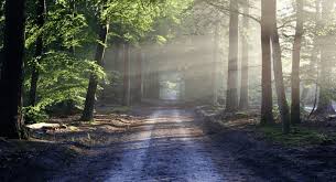 February News Letter: The Shadow and the&nbsp;Spring.